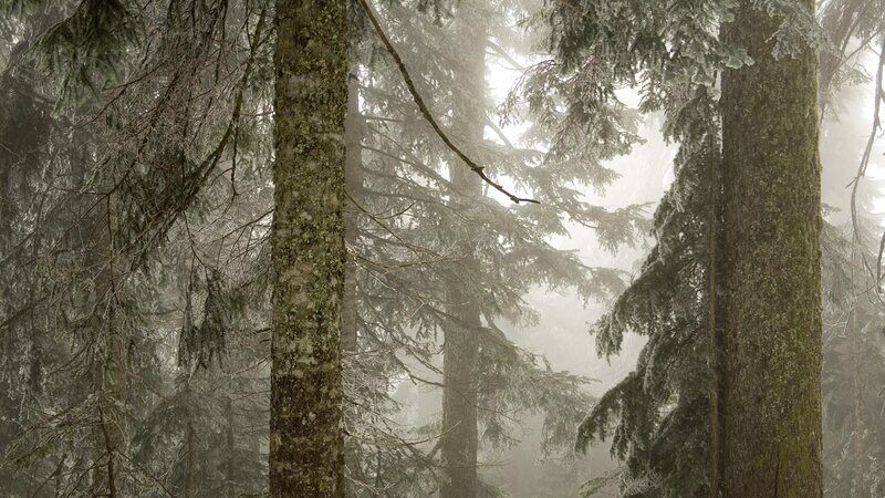 foggy forest with snow-covered trees