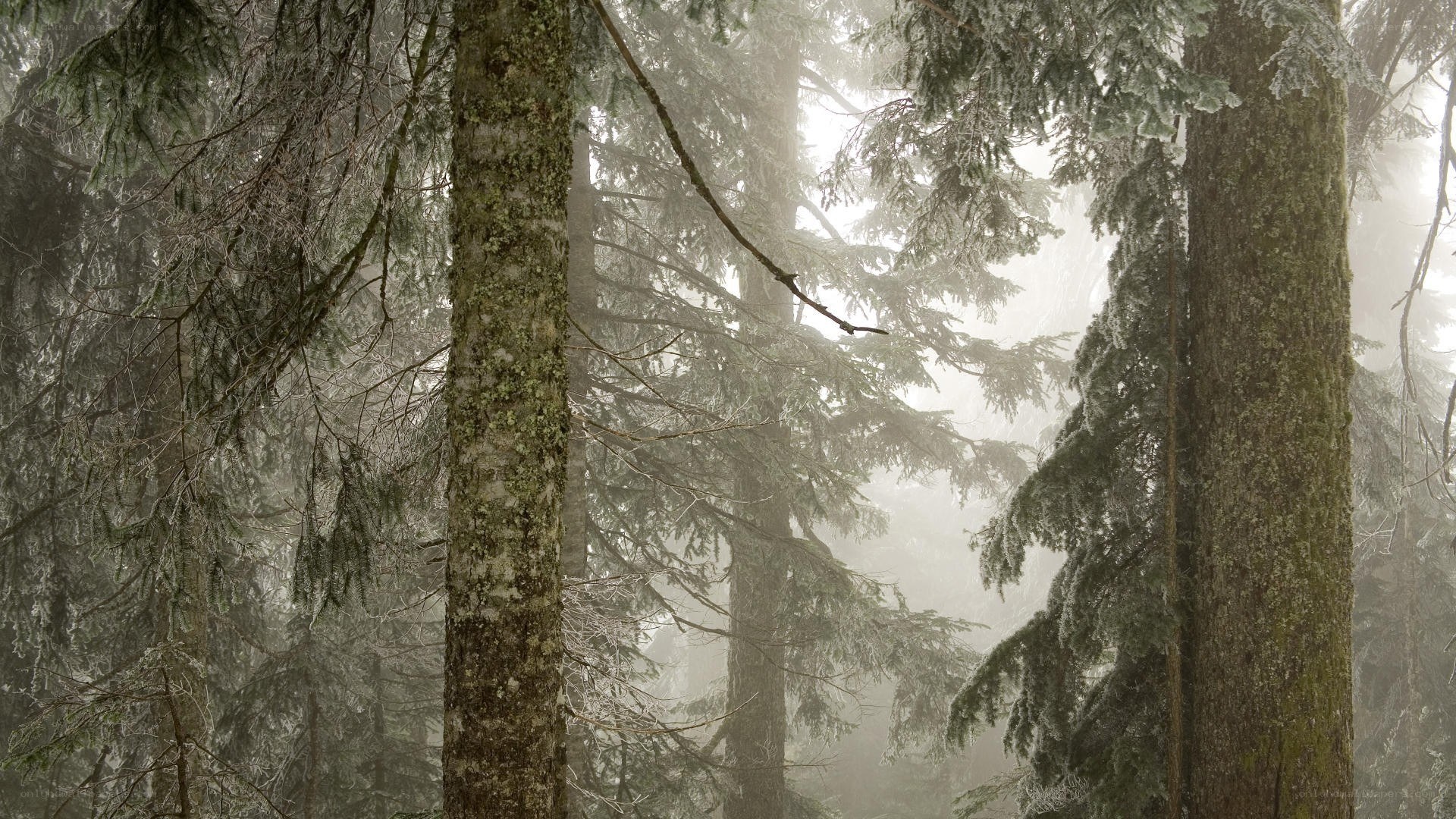 foggy forest with snow-covered trees