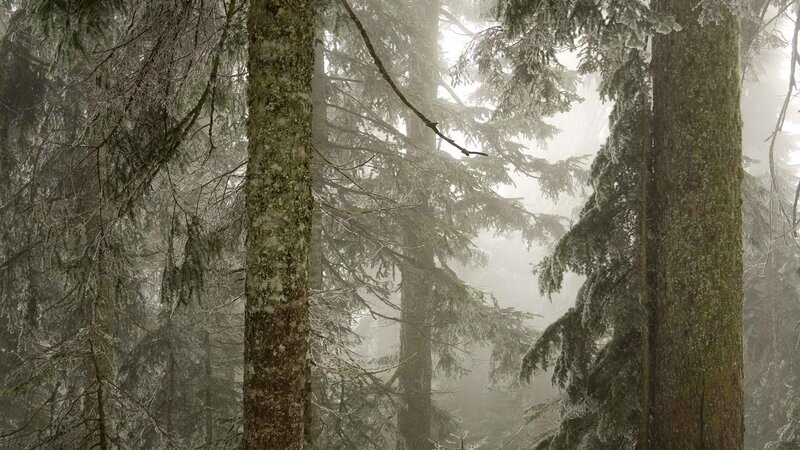 foggy forest with snow-covered trees