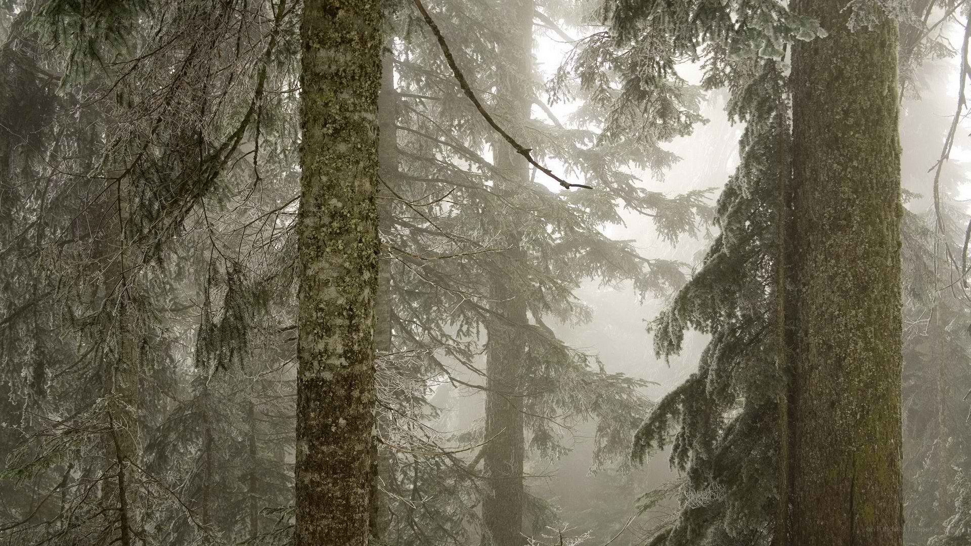 foggy forest with snow-covered trees