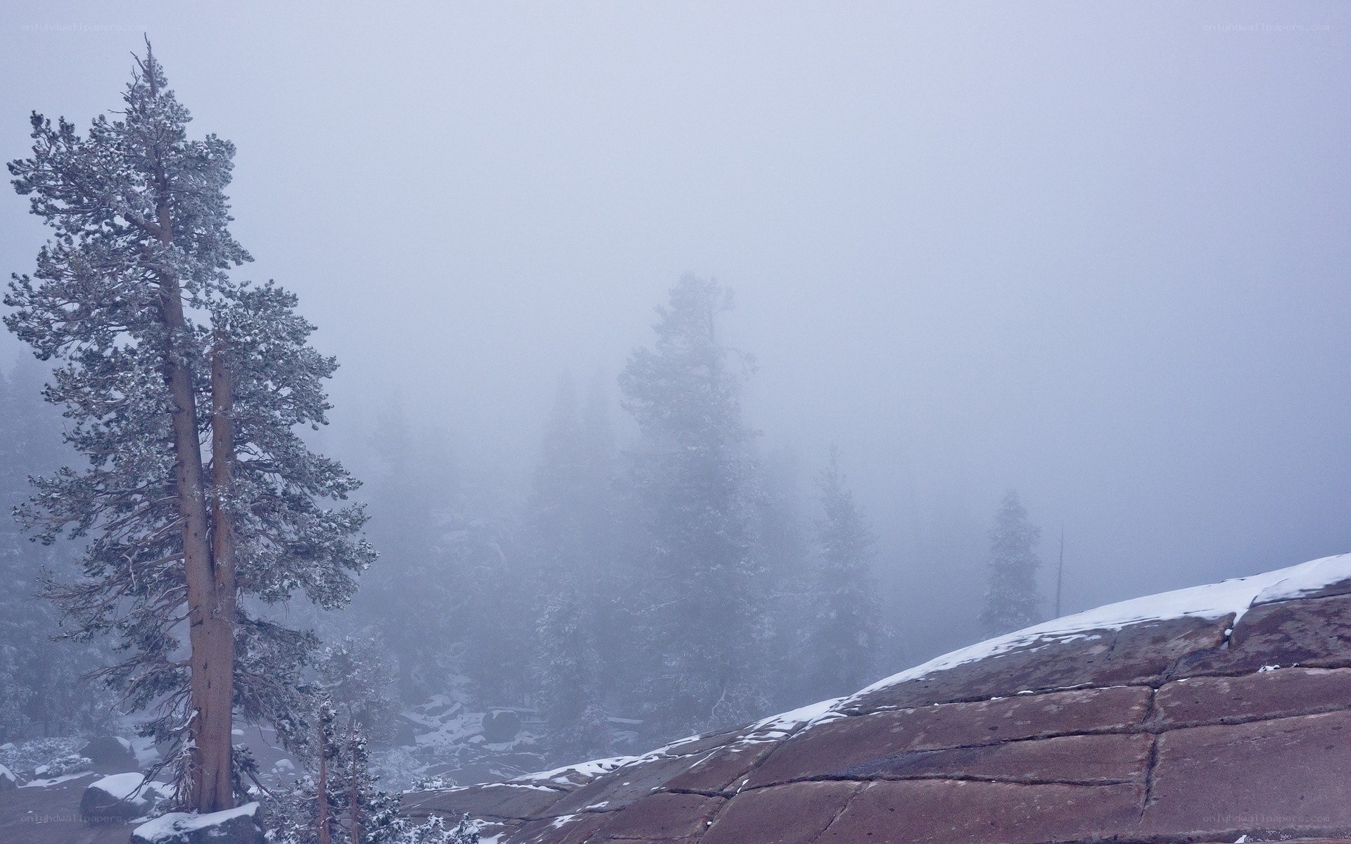 Foggy forest with snow-covered trees