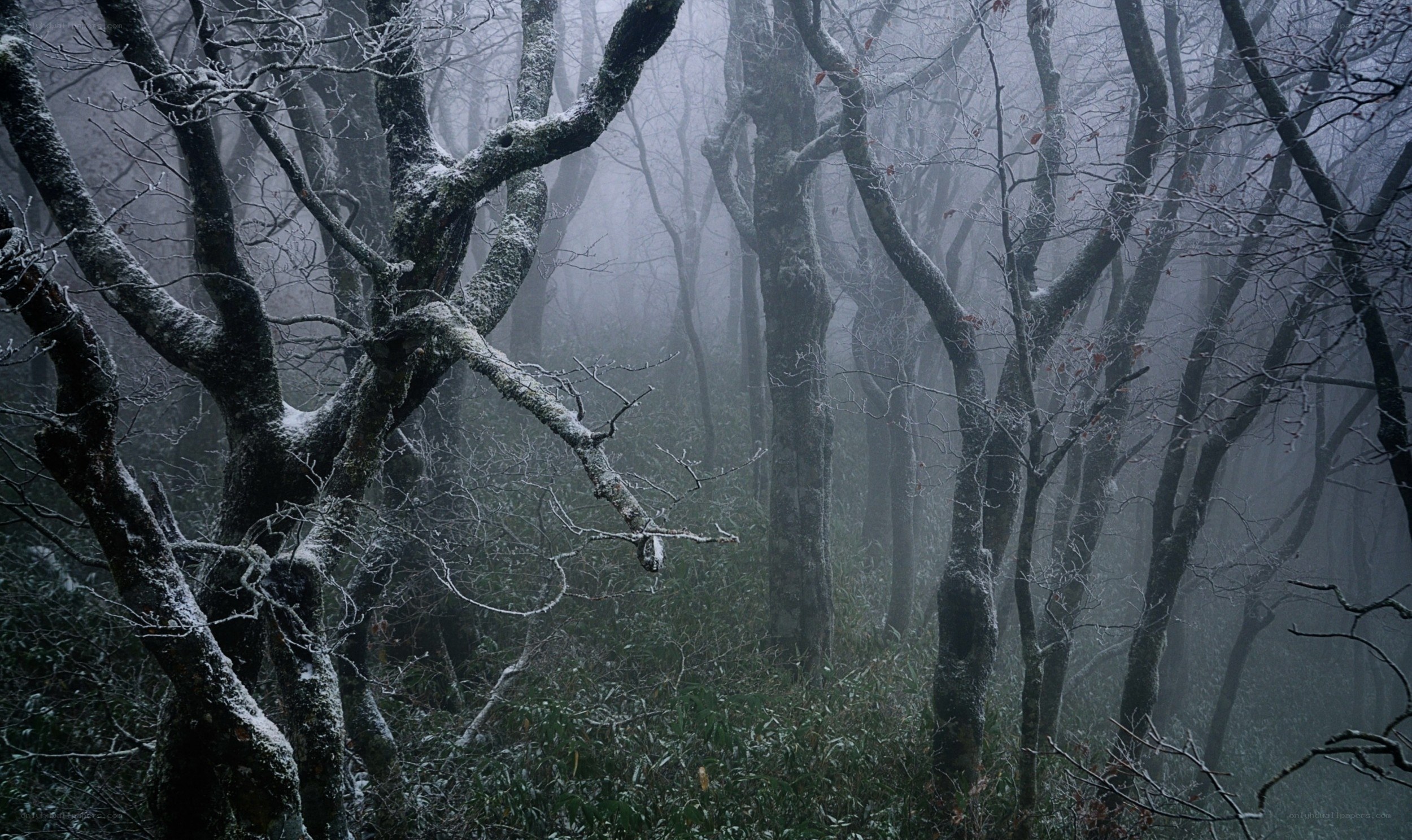Foggy forest with snow-covered trees