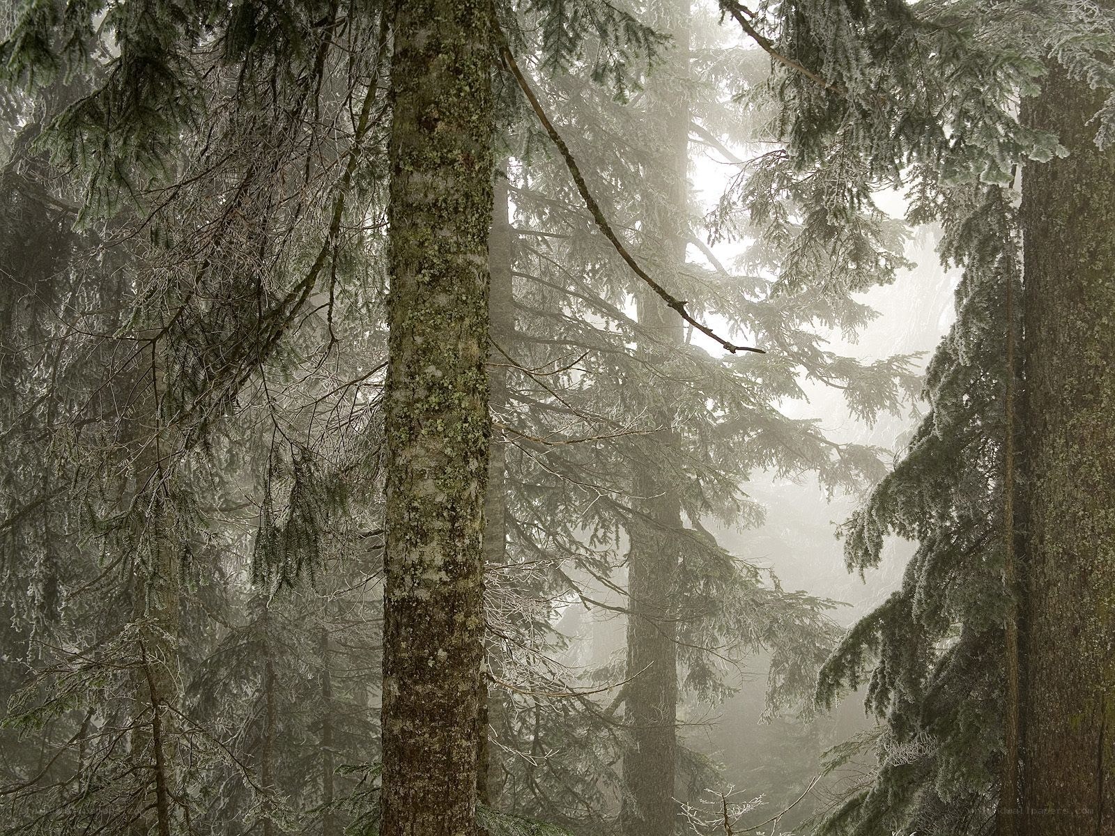 Foggy forest with snow-covered trees