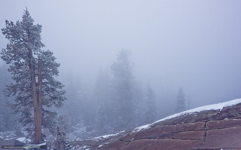 Foggy forest with snow-covered trees