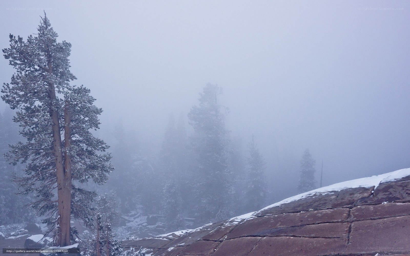 Foggy forest with snow-covered trees