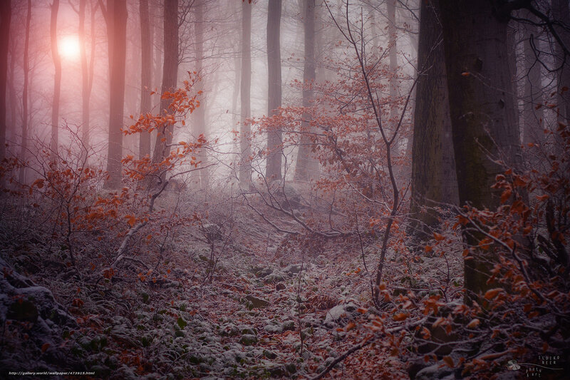 Foggy Forest with Snow — Red