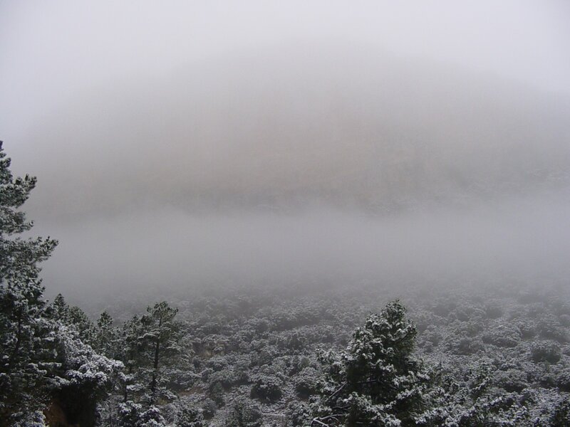 Foggy forest with snow