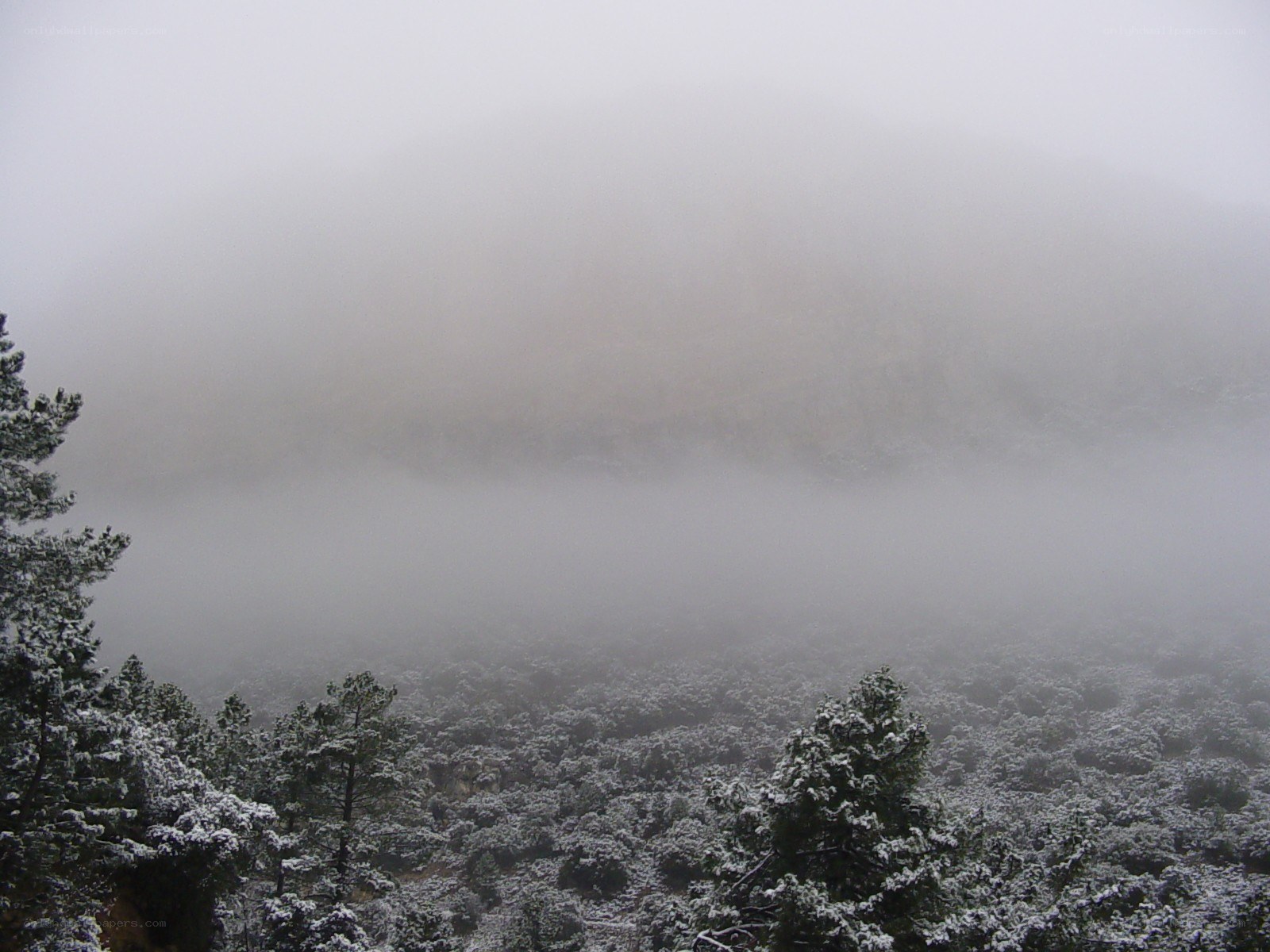 Foggy forest with snow
