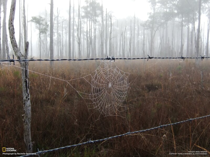 Foggy forest with spiderweb