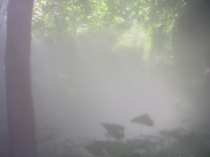 foggy forest with sunlight