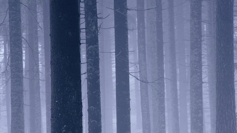 foggy forest with tall trees