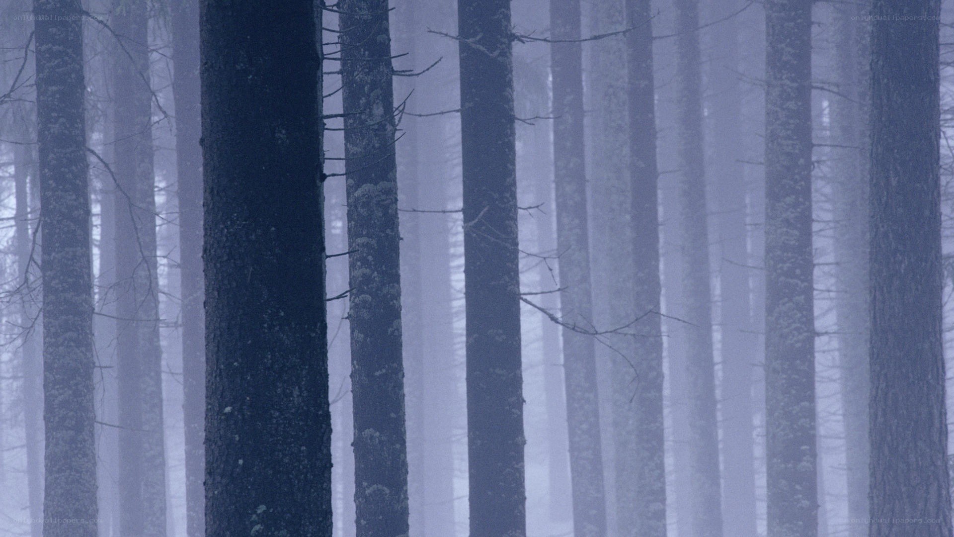 foggy forest with tall trees