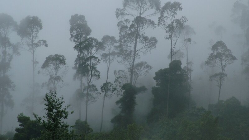 Foggy forest with tall trees