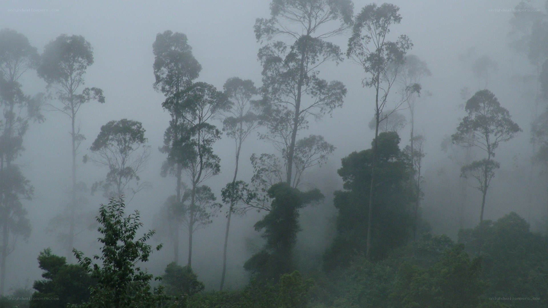 Foggy forest with tall trees