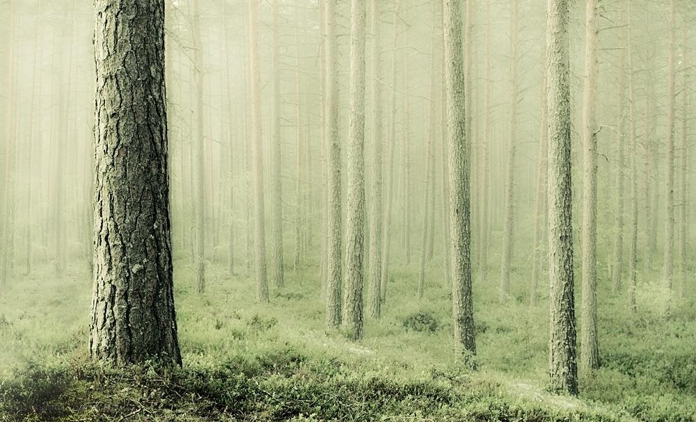 Foggy forest with tall trees
