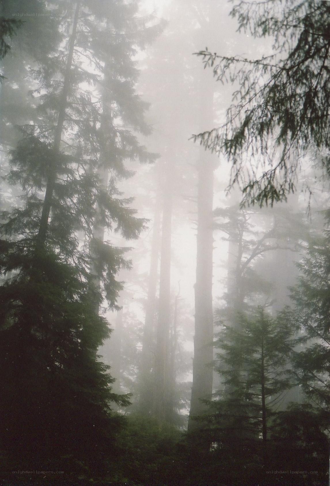 Foggy forest with tall trees