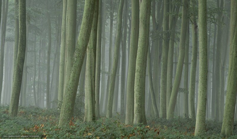 Foggy forest with tall trees