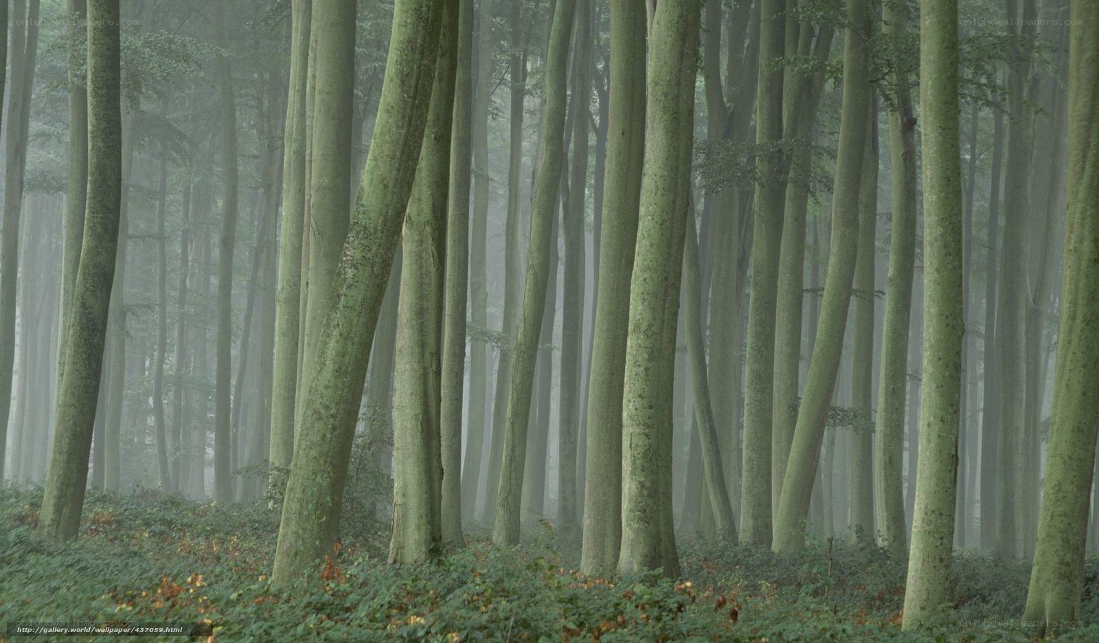 Foggy forest with tall trees