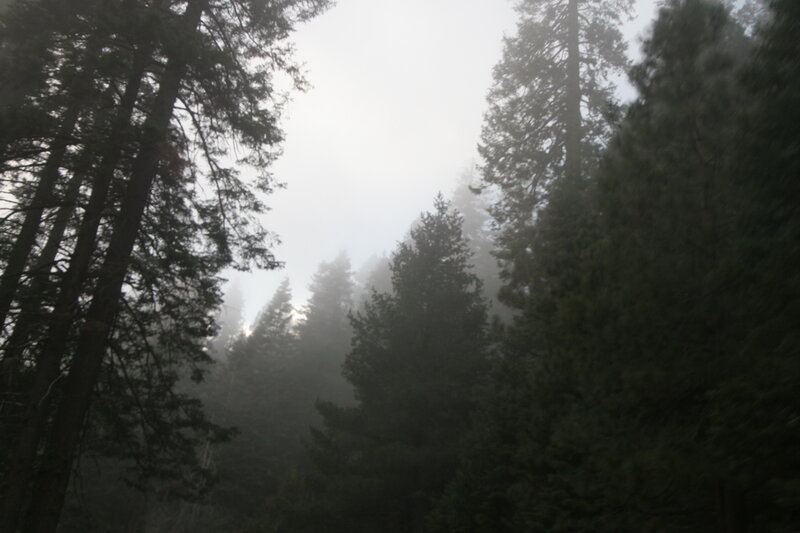 foggy forest with tall trees