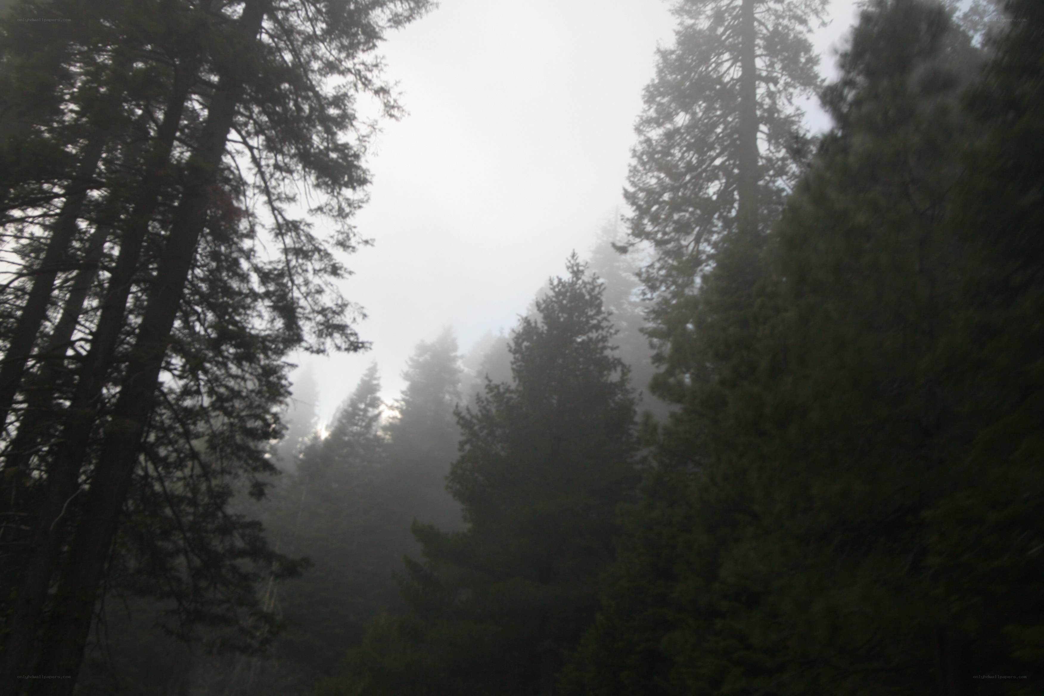foggy forest with tall trees
