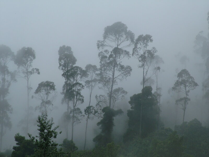 Foggy forest with tall trees