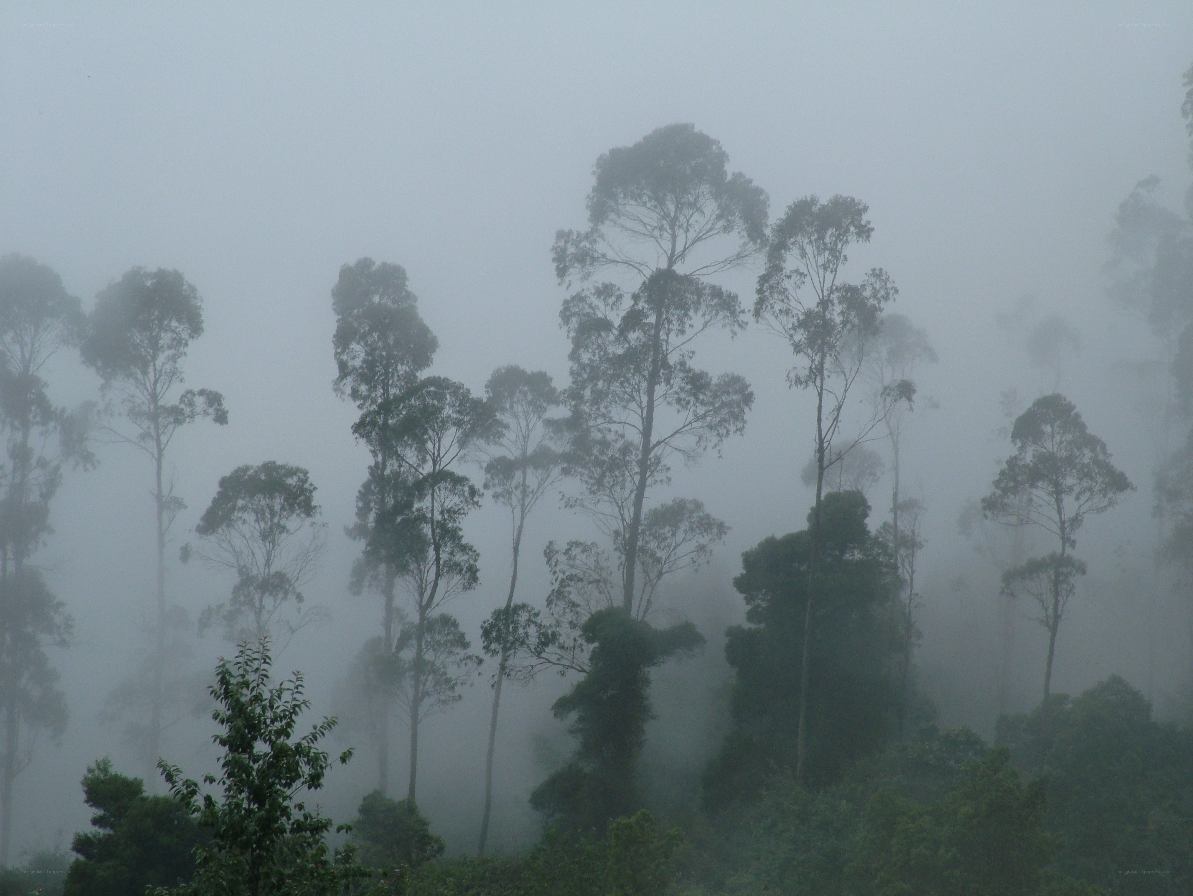 Foggy forest with tall trees
