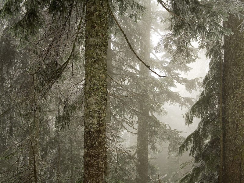 Foggy forest with tall trees