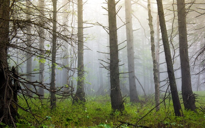 Foggy forest with tall trees