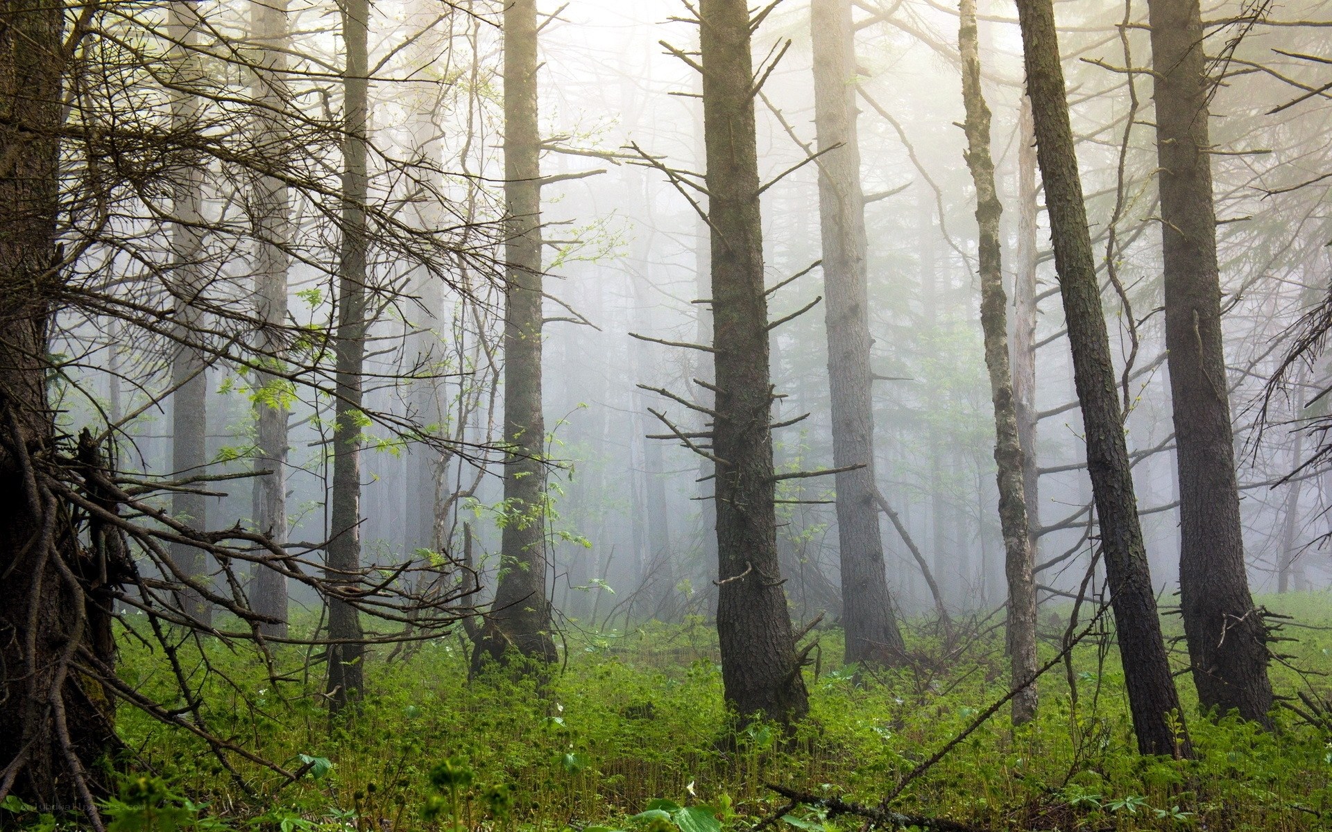 Foggy forest with tall trees