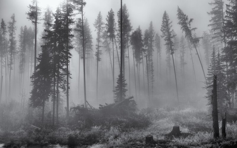 Foggy Forest with Trees — Black, Misty, Morning