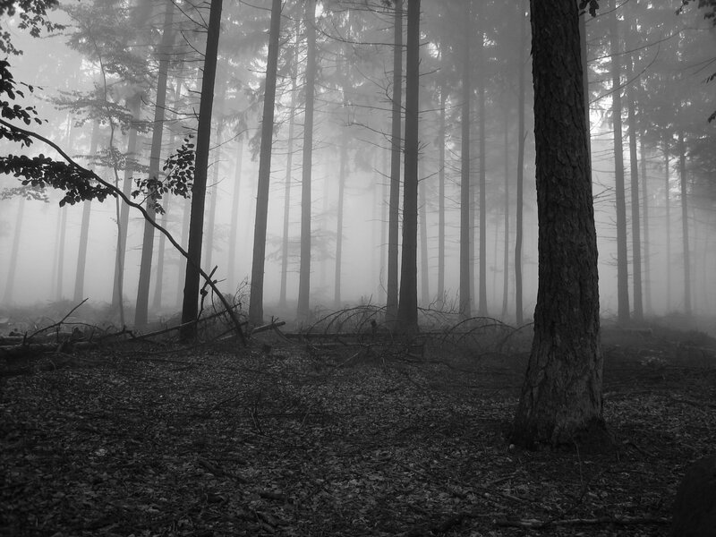 Foggy Forest with Trees — Black, Misty