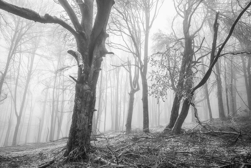 Foggy Forest with Trees — Black, Misty, Winter