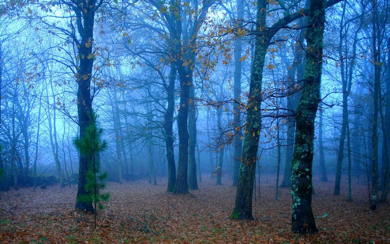 Foggy Forest with Trees — Blue