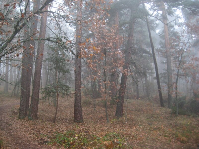Foggy Forest with Trees — Brown, Misty, Autumn, Photograph, Fallen Leaves