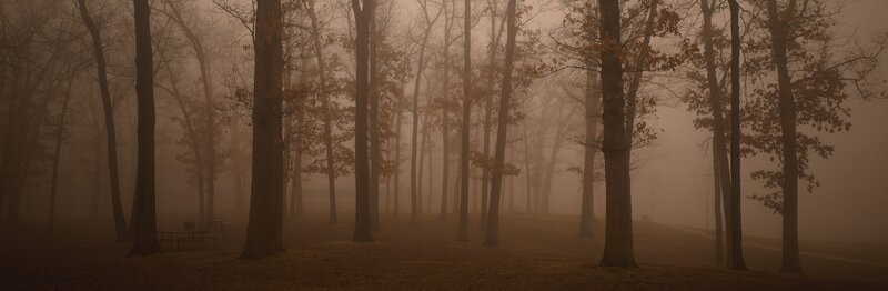 Foggy Forest with Trees — Brown, Misty, Autumn, Photograph, Fog