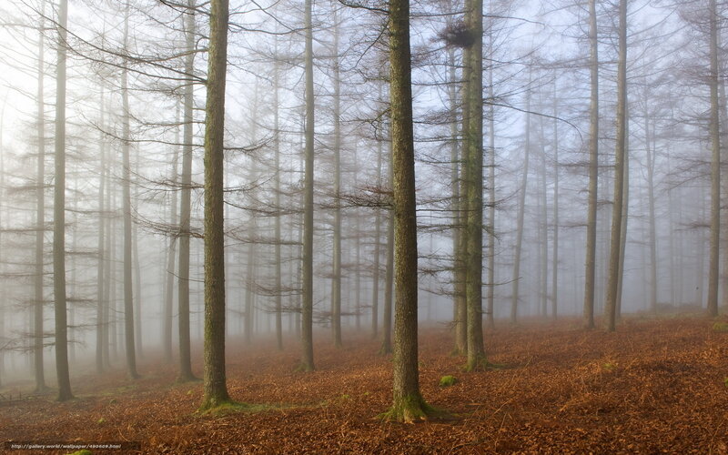 Foggy Forest with Trees — Brown, Misty, Autumn