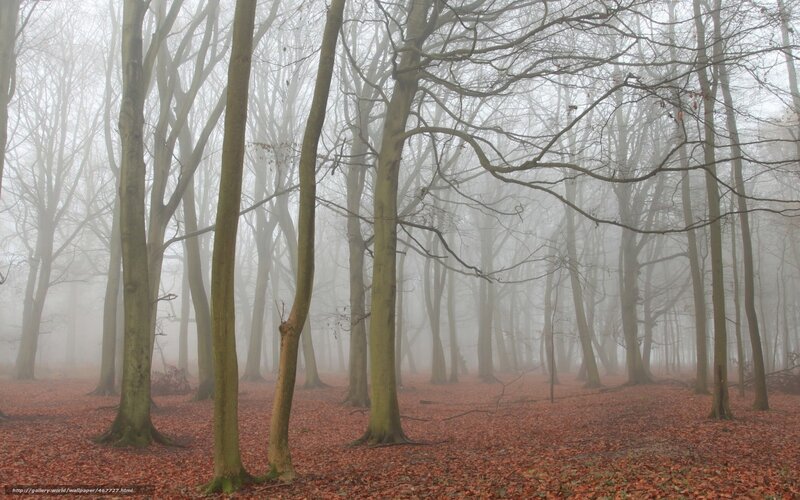 Foggy Forest with Trees — Brown, Misty