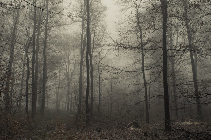 Foggy Forest with Trees — Gray, Misty, Autumn