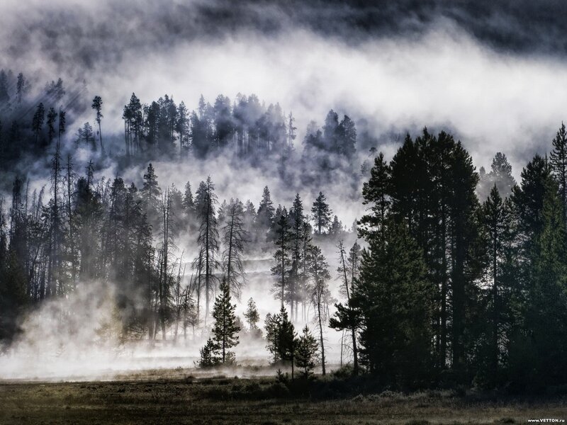 Foggy Forest with Trees — Gray, Mysterious, Morning