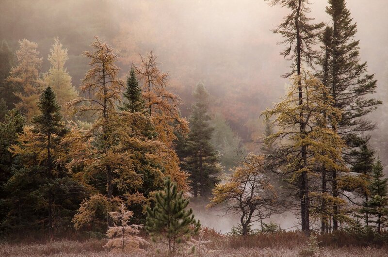 Foggy Forest with Trees — Green, Misty, Autumn