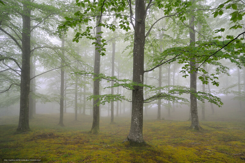 Foggy Forest with Trees — Green, Misty, Morning