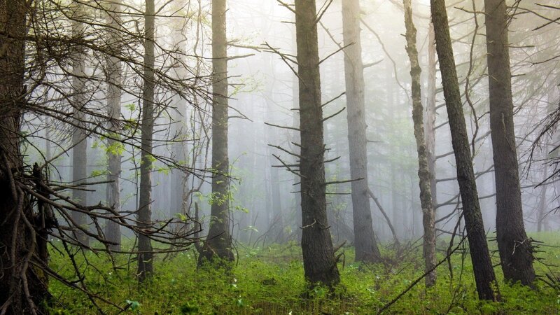 Foggy Forest with Trees — Green, Misty