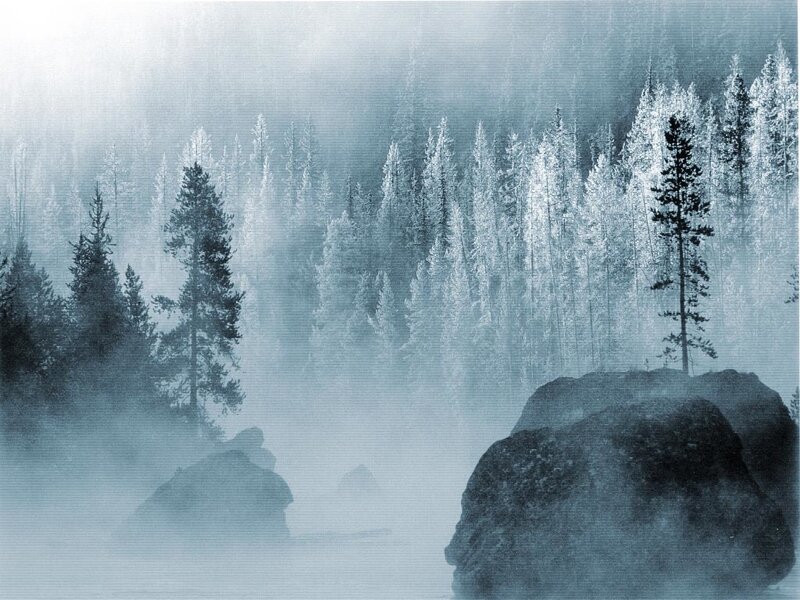 foggy forest with trees