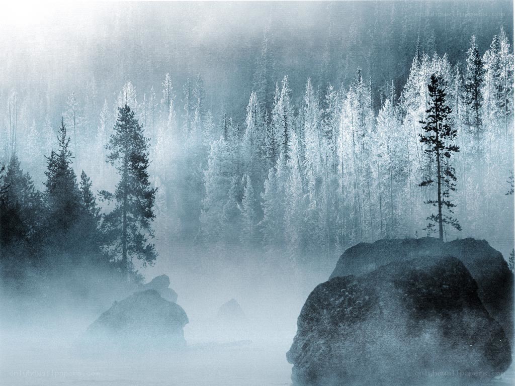 foggy forest with trees