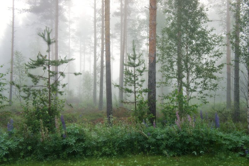 Foggy forest with wildflowers