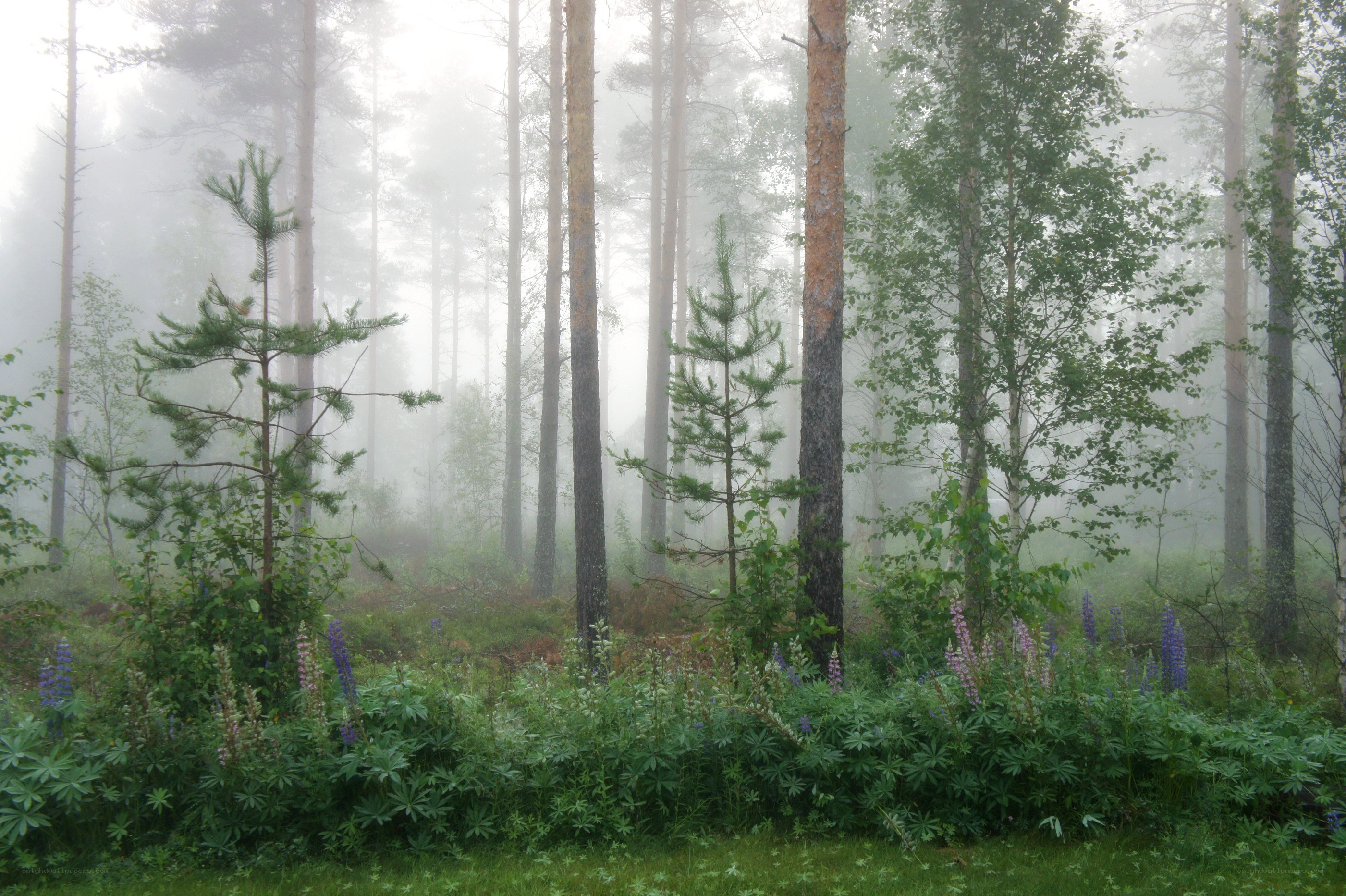 Foggy forest with wildflowers