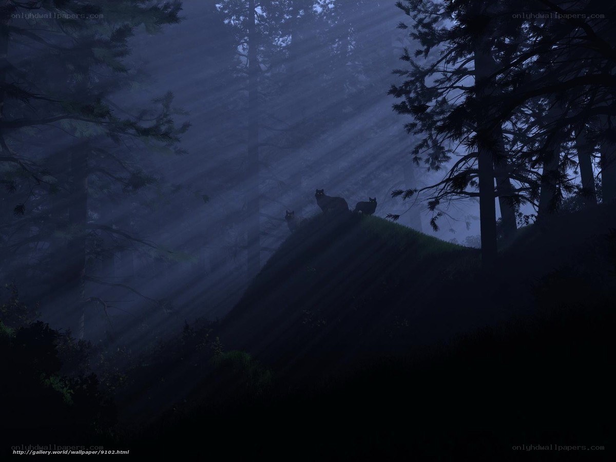 Foggy forest with wolves