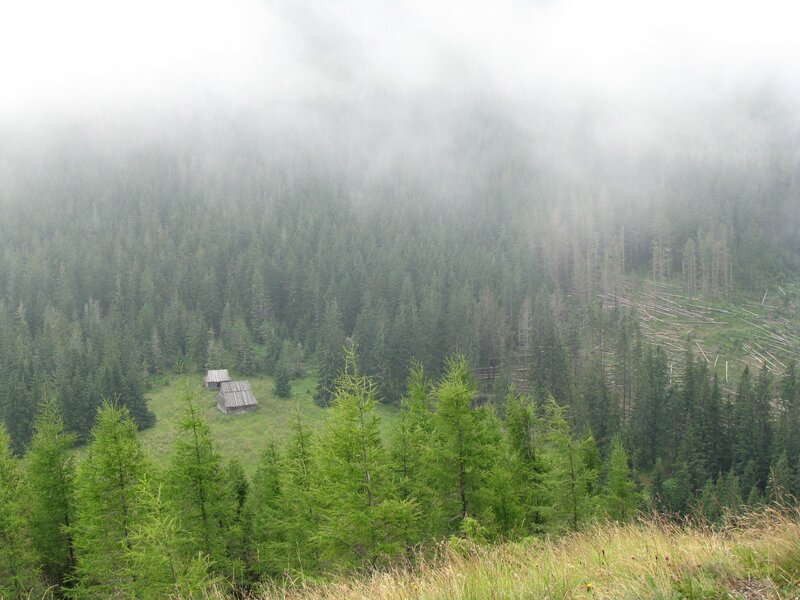 Foggy forest with wooden huts