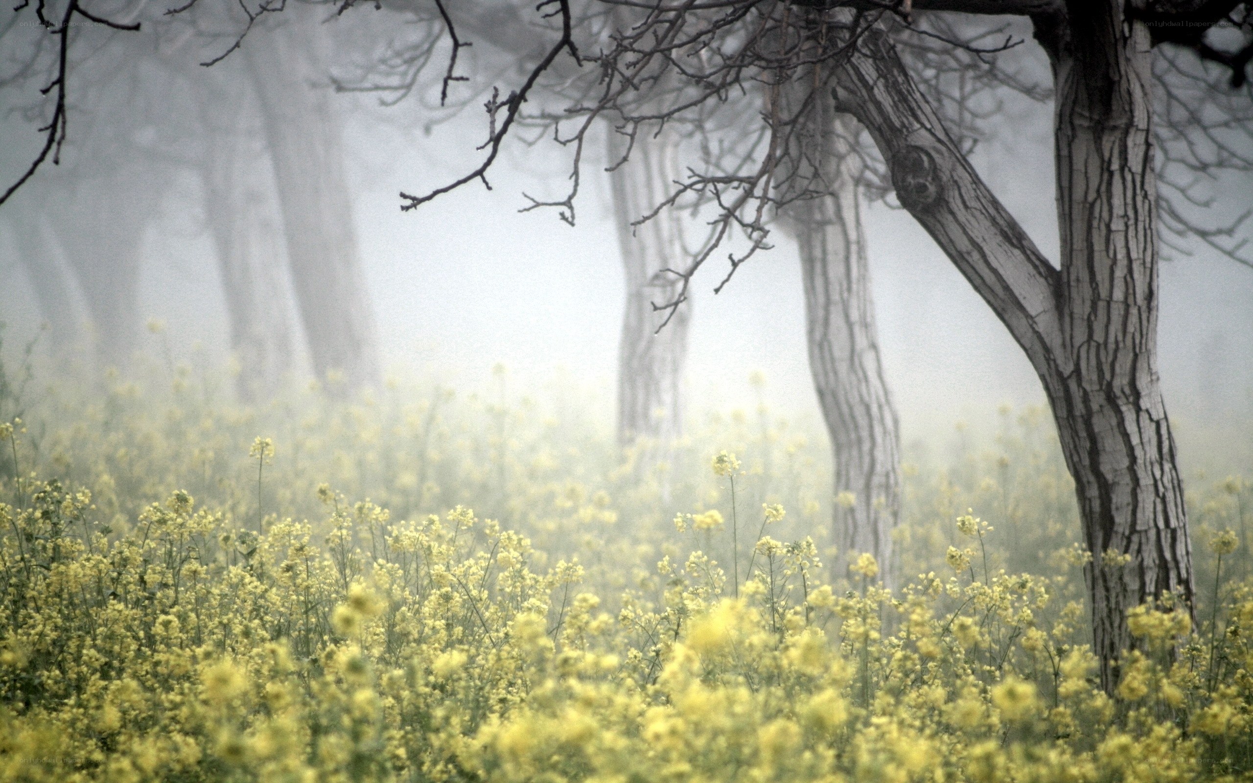 Foggy forest with yellow flowers