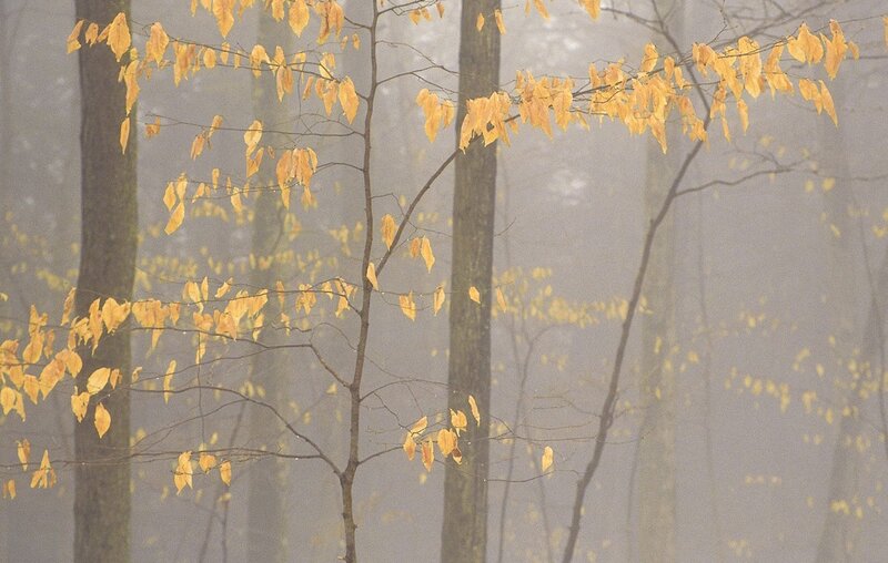 Foggy forest with yellow leaves